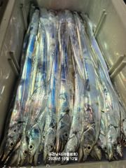 장천항 아폴로호 갈치 조황 사진