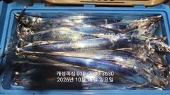 제덕선착장 개성피싱 갈치 조황 사진