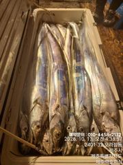 도두항 도두항백호피싱호 갈치 조황 사진