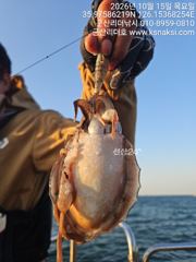⭐갑오징어 낚시에 진심! 군산리더호/선단 낼자리여유⭐