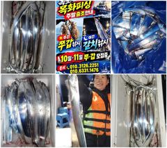 목포목화3호 갈치 · 주꾸미 조황 사진