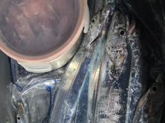돌산항 은별호 갈치 · 주꾸미 조황 사진