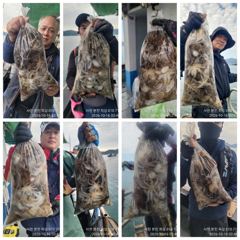 [사천] 쭈꾸미 호조황!장원 213수외