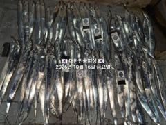 행암항 대한민국피싱 갈치 조황 사진