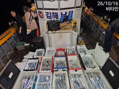 씨알 마릿수 대~대성공 오늘,월~//토,일 쭈꾸미 출동