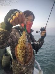 16일, 군산 쭈,갑~오늘 잘나오고 있어요~~실시간~~내일도 갑니다~군산낚시프라자 그랜드호