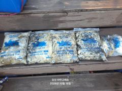 왜목항 파란고래호 주꾸미 조황 사진