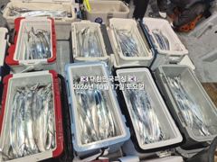 내만갈치~~왕갈치~대갈치~풍년~쿨러가 비명을 질러~예약가능