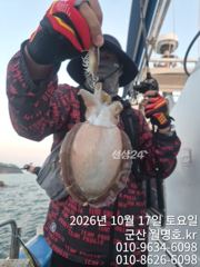 비응항 월명호 주꾸미 조황 사진