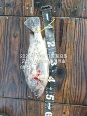 16일,"대광어"개우럭 시즌~참돔,열기등, 오늘도 다양한 어종~손맛도 다르다~실시간~매일출조~~군산낚시프라자 범고래호