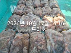 17일, 군산 왕문어 난리~초대박 굿굿조황~싸이즈 끝내줍니다~매일출조~군산낚시프라자 나드리호