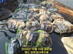 16일 군산 썬크루즈호 갑오징어 조황입니다